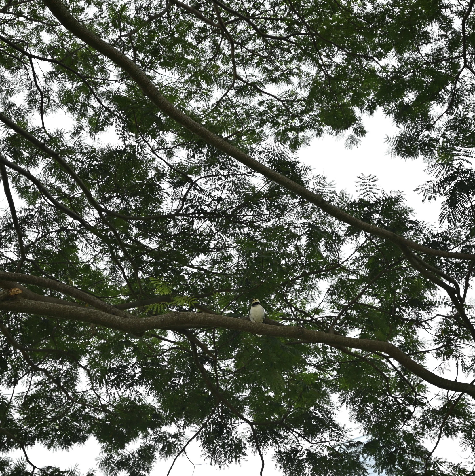 树枝剪影